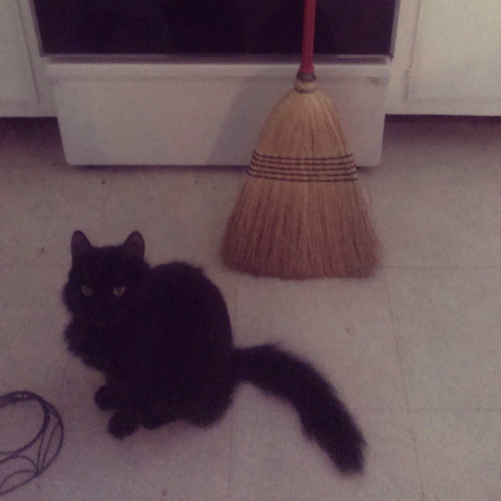 2014.03.08 Cat and broom