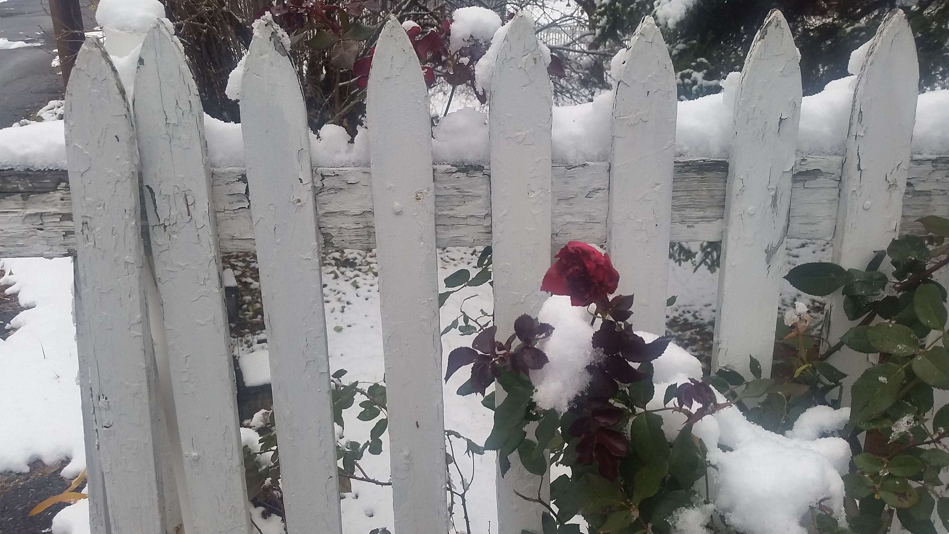Winter-White-Fence-Snow-Rose