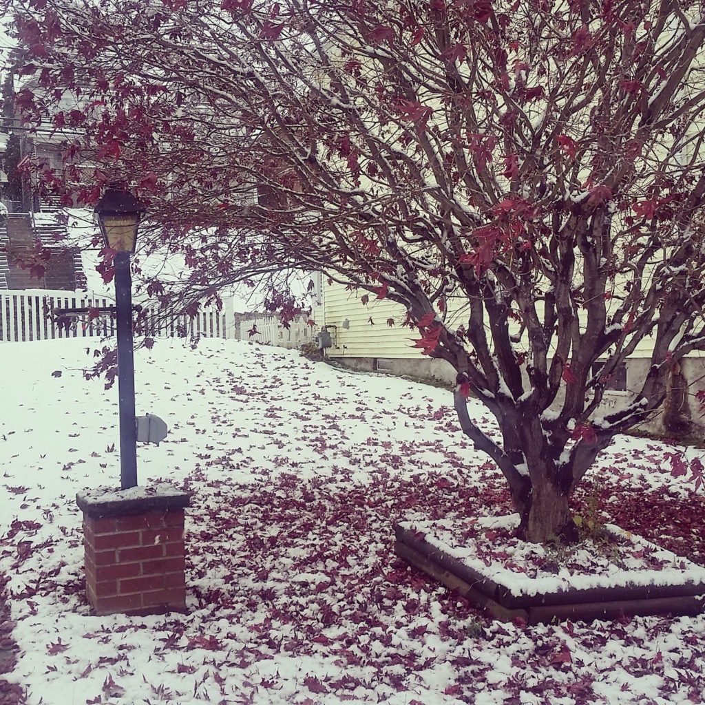 Winter-Snow-Japanese-Maple-Tree