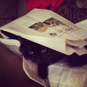 cat-under-newspaper