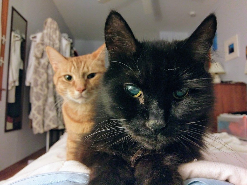 Orange-at-left-black-cat-right-bedroom